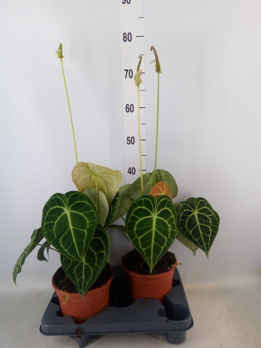 <h4>Anthurium clarinervium</h4>