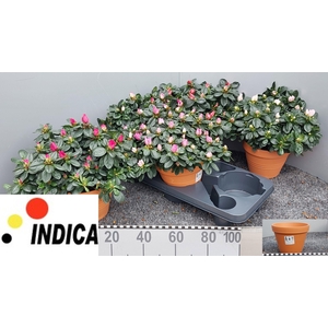 RHODO SI V GEM 5 SRT