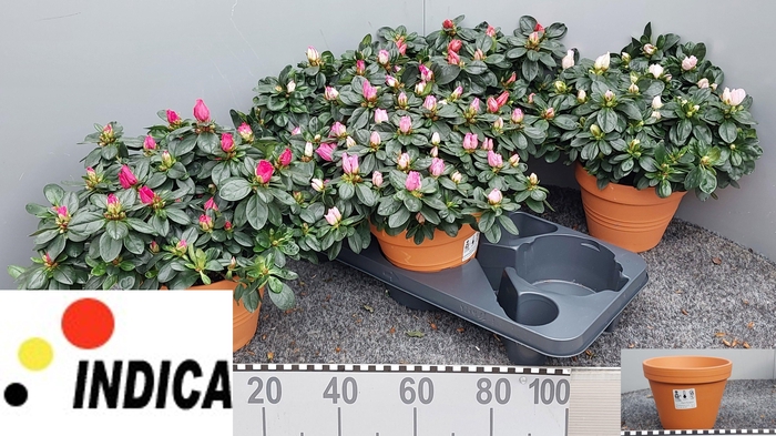 <h4>RHODO SI V GEM 5 SRT</h4>