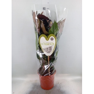 Anthurium andr. 'Beauty Black'