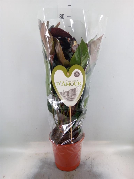 <h4>Anthurium andr. 'Beauty Black'</h4>