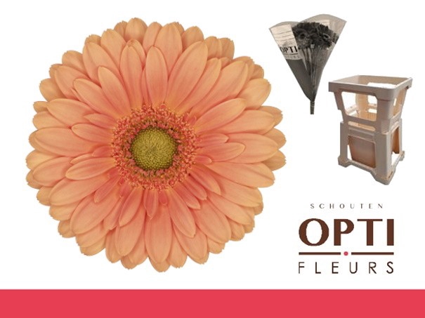 <h4>Germini Cava Water</h4>