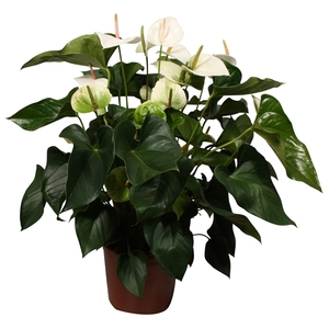 Anthurium XL.03 Sakura White 24cm