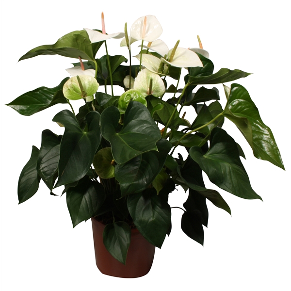 <h4>Anthurium XL.03 Sakura White 24cm</h4>