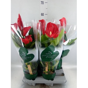 Anthurium andr. 'Melodia'