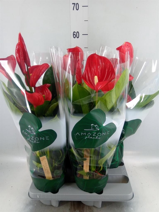<h4>Anthurium andr. 'Melodia'</h4>