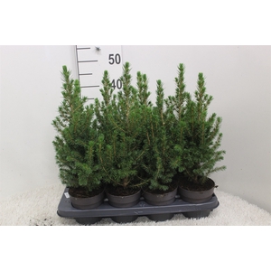 Picea glauca 'Conica'