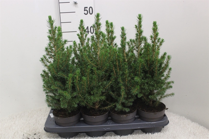 <h4>Picea glauca 'Conica'</h4>