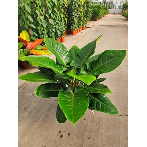 Philodendron Imperial Green