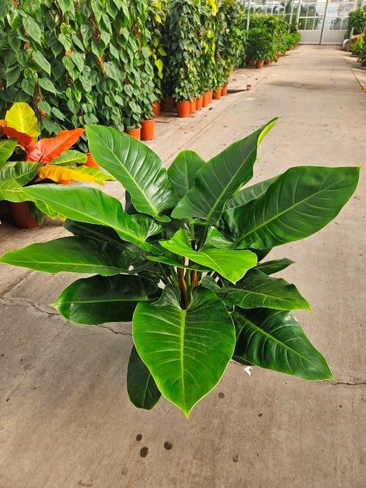 Philodendron Imperial Green