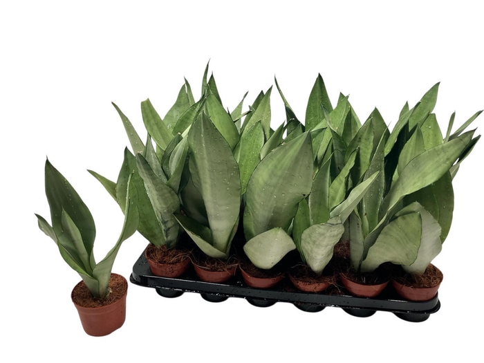 <h4>SANSEV MOONSHINE</h4>