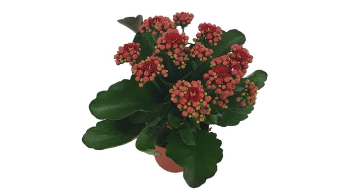 KALAN CALAN LUIJK RUBIO P9