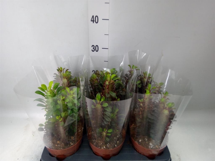 <h4>Euphorbia trigona 'Rubra'</h4>
