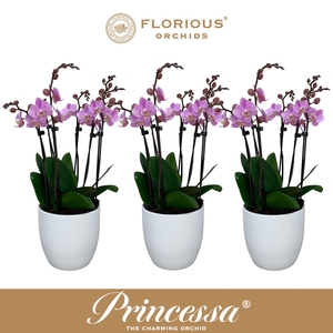 No9 Phalanopsis 6 Tak Roze+deco