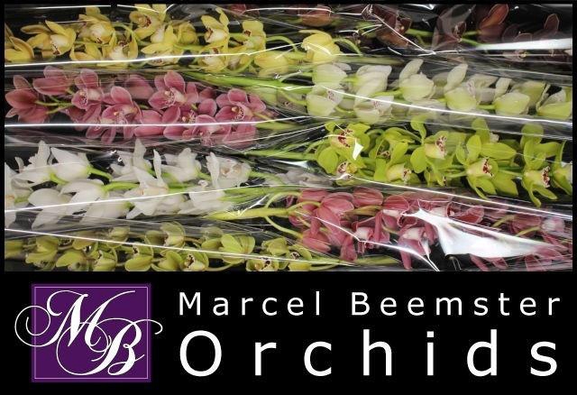 <h4>CYMB MI GEM</h4>