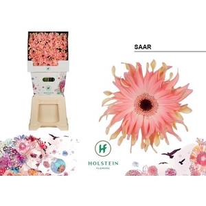 Gerbera Pasta Saar Diamond