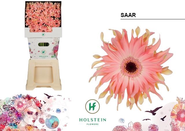 <h4>Gerbera Pasta Saar Diamond</h4>
