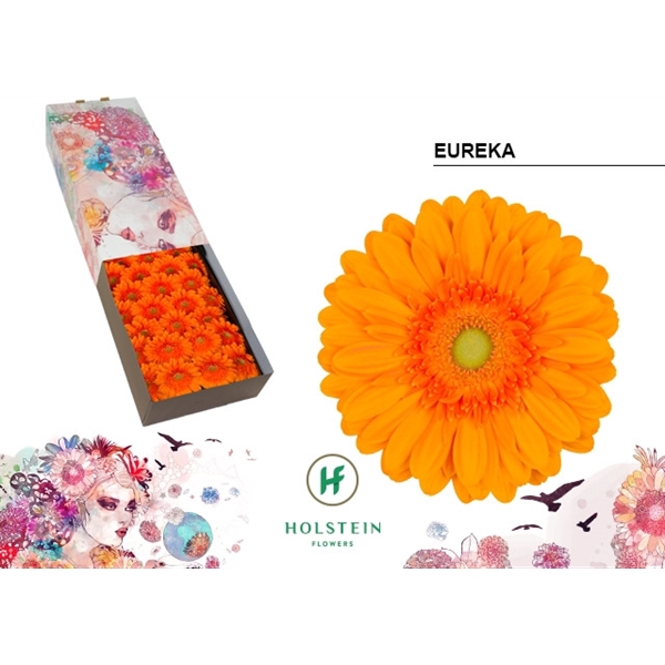 <h4>Ge Gr Eureka Box Holstein</h4>