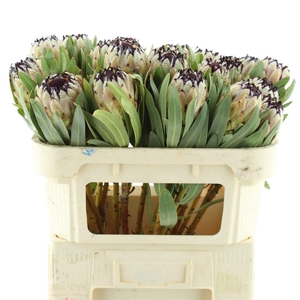 PROTEA MAG NIOBE