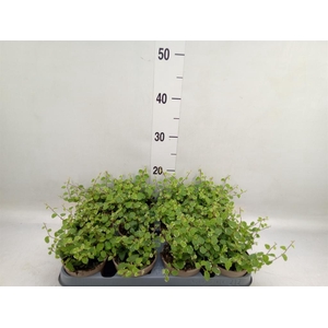 Ficus pumila 'White Sunny'