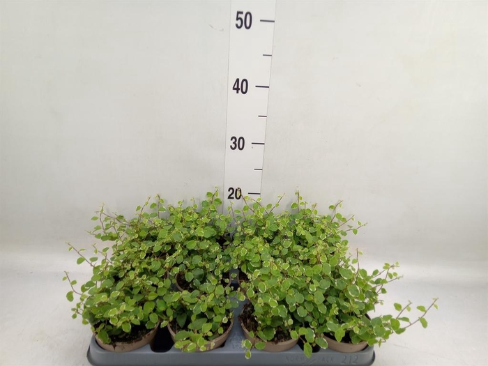 <h4>Ficus pumila 'White Sunny'</h4>