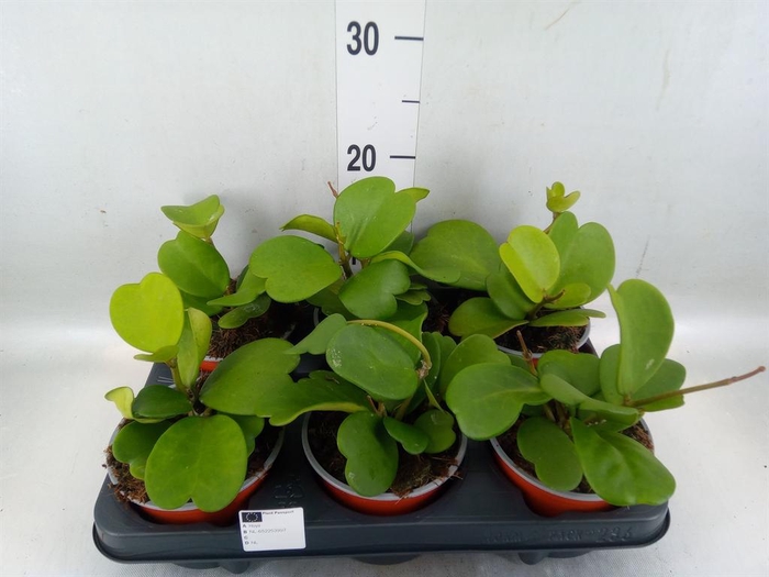 <h4>Hoya kerrii</h4>