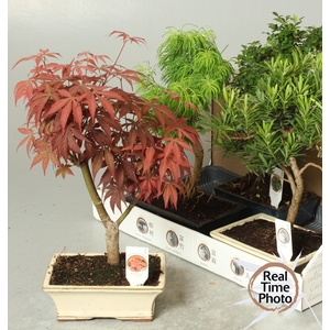 BONSAI GEM