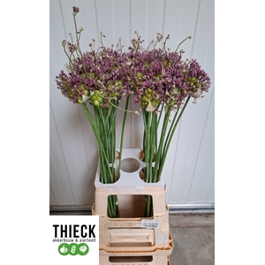 ALLIUM GREEN DROPS