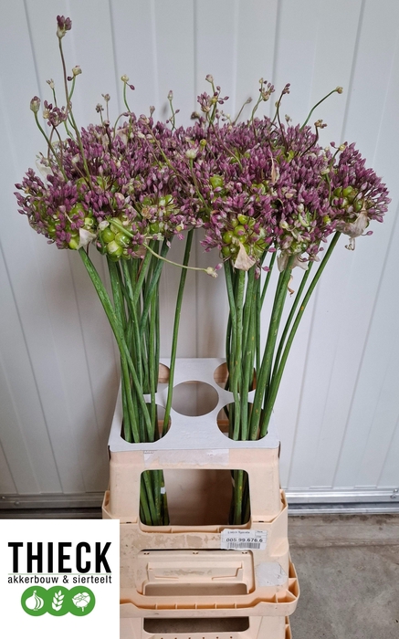 <h4>ALLIUM GREEN DROPS</h4>