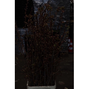 Prunus Serrulata P Stem