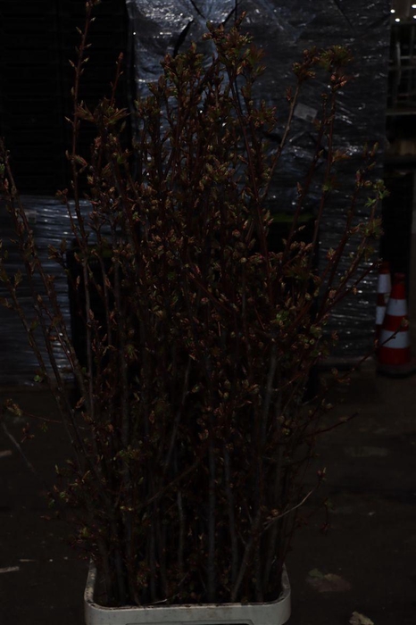 <h4>Prunus Serrulata P Stem</h4>