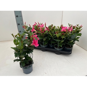 MANDE DI TOURMA PINK