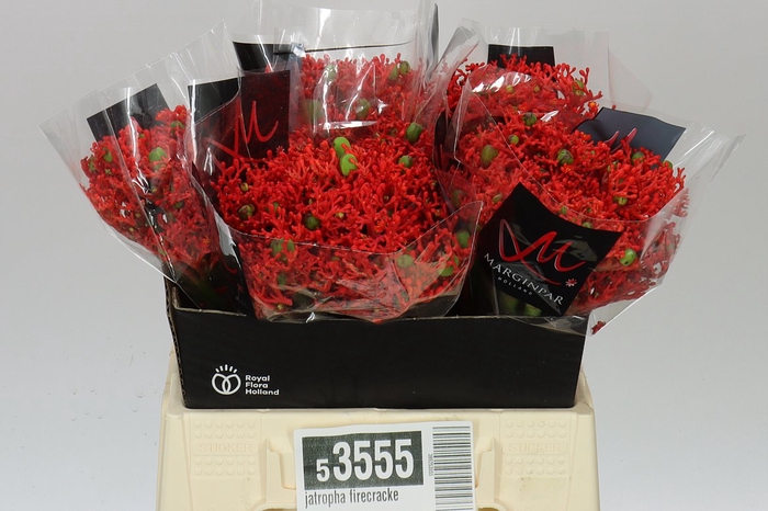 <h4>Jatropha Firecracker</h4>