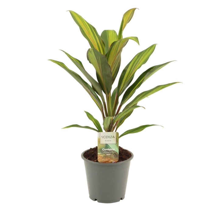 <h4>Cordyline Kiwi 12 cm</h4>