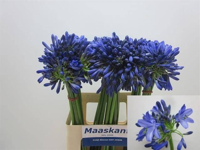 <h4>Agap Intermedius</h4>