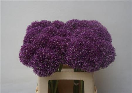 <h4>Allium Pinball Wizar</h4>