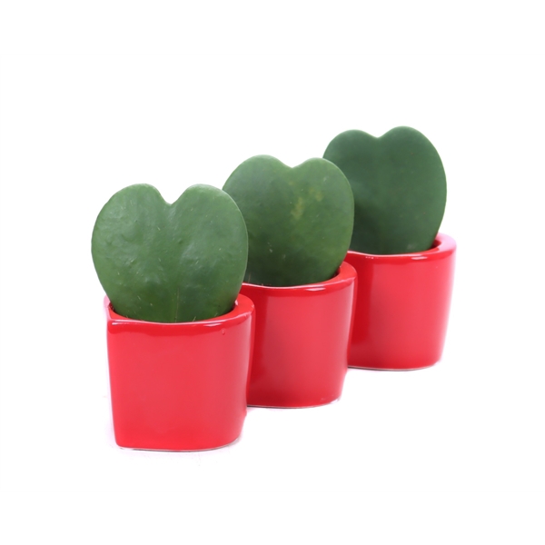 <h4>Hoya kerii hart keramiek</h4>