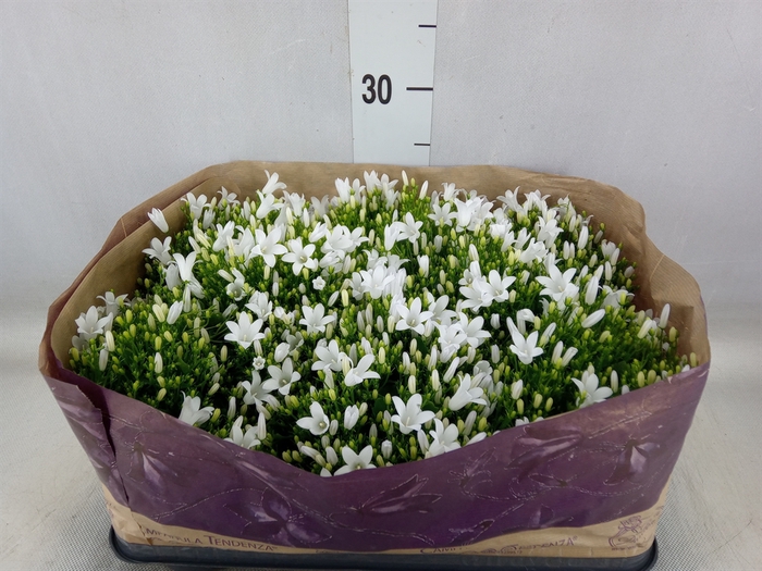 <h4>Campanula porten. 'Royal'</h4>