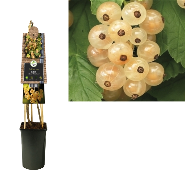 <h4>Ribes rubrum 'White Pearl' +3.0 label</h4>