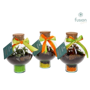 Green BottleLaura XSmall met Terrarium arrangement