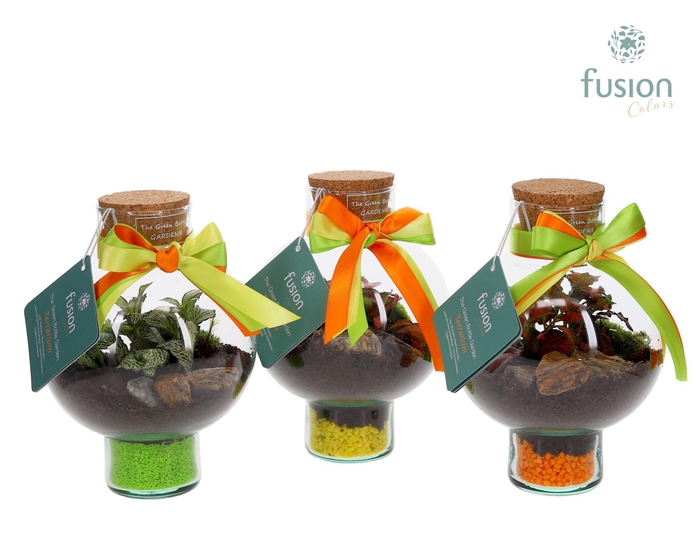 <h4>Green BottleLaura XSmall met Terrarium arrangement</h4>