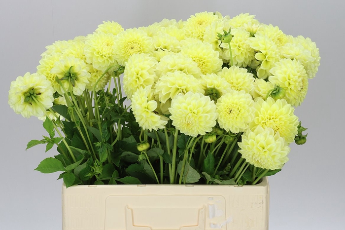 <h4>Dahlia Banana Baby</h4>