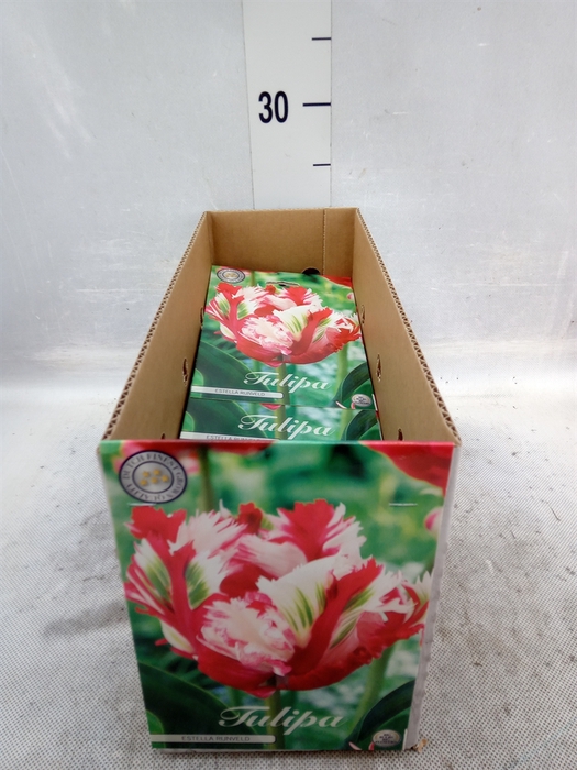 <h4>Tulipa   ...flowerbulbs</h4>