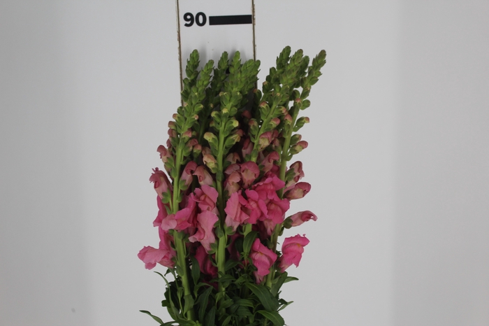 <h4>BOCA DE LEAO ROSA 070 CM</h4>