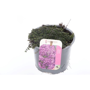 Thymus praecox Red Carpet