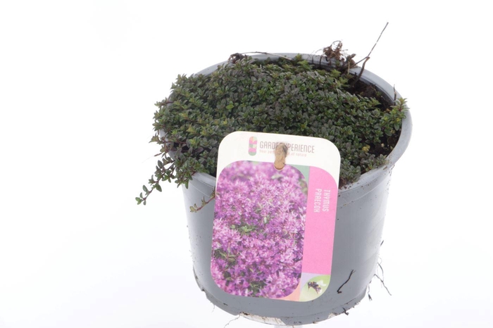 <h4>Thymus praecox Red Carpet</h4>