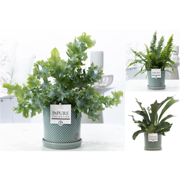 <h4>Varens gemengd in P&PURE Lauren ceramics green</h4>