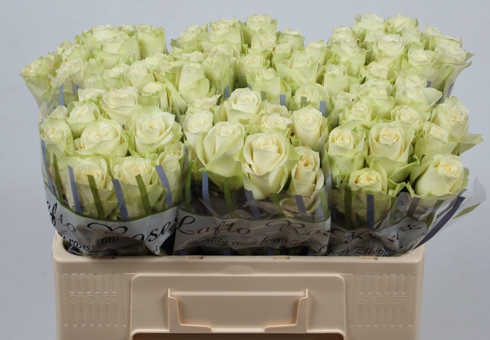 <h4>R GR ATHENA</h4>