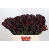 Leucadendron Saf Sunset Dark R.