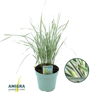 Calamagrostis accutiflora 'Overdam'